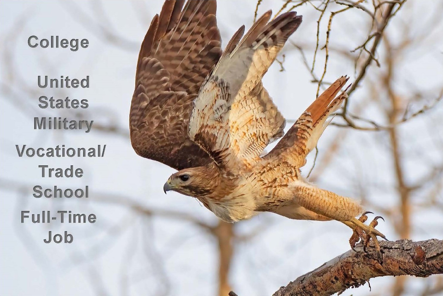 Image: Hawk taking flight from a branch. Text: College Text: United States Military Text: Vocational/Trade School Text: Full-Time Job