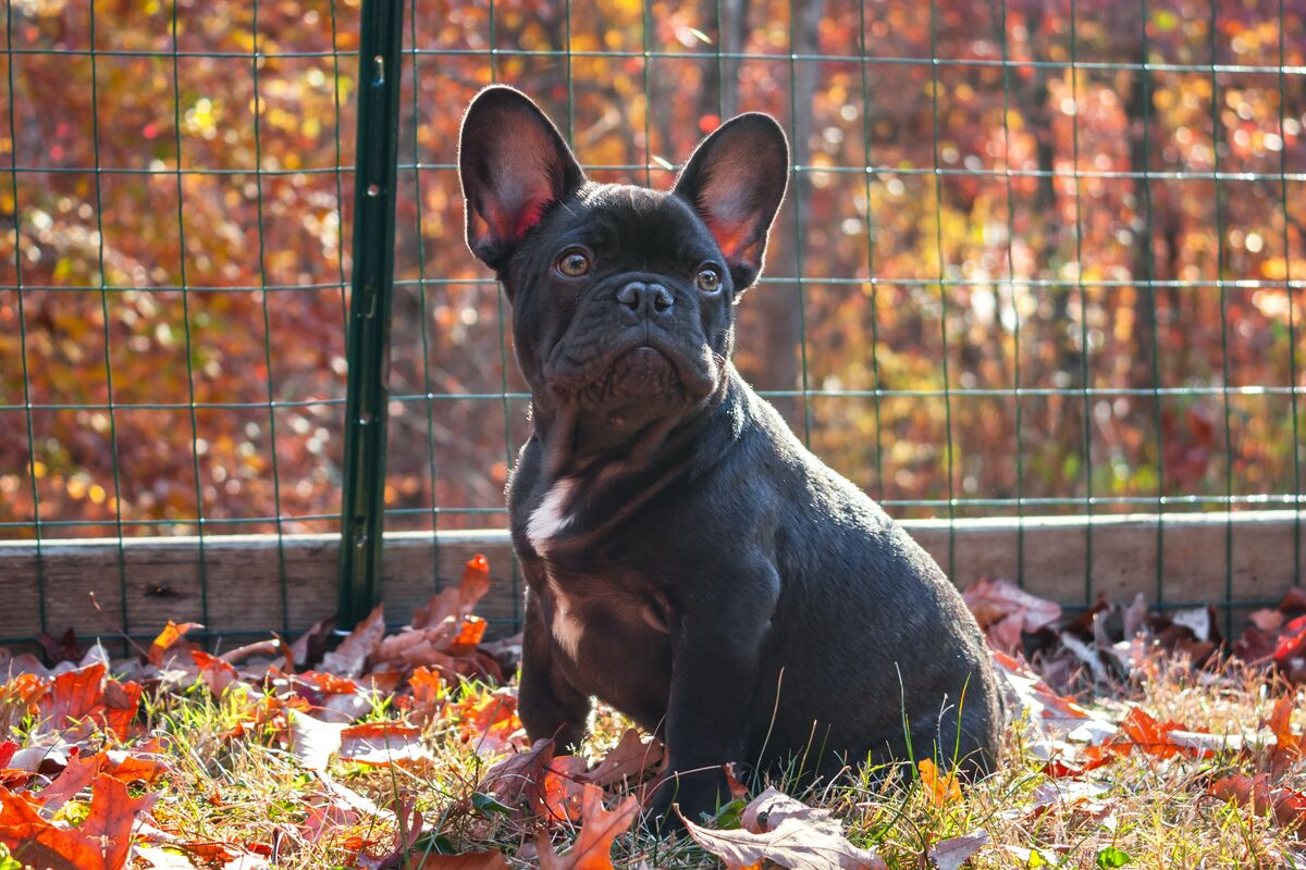 black bulldog sitting in leaves