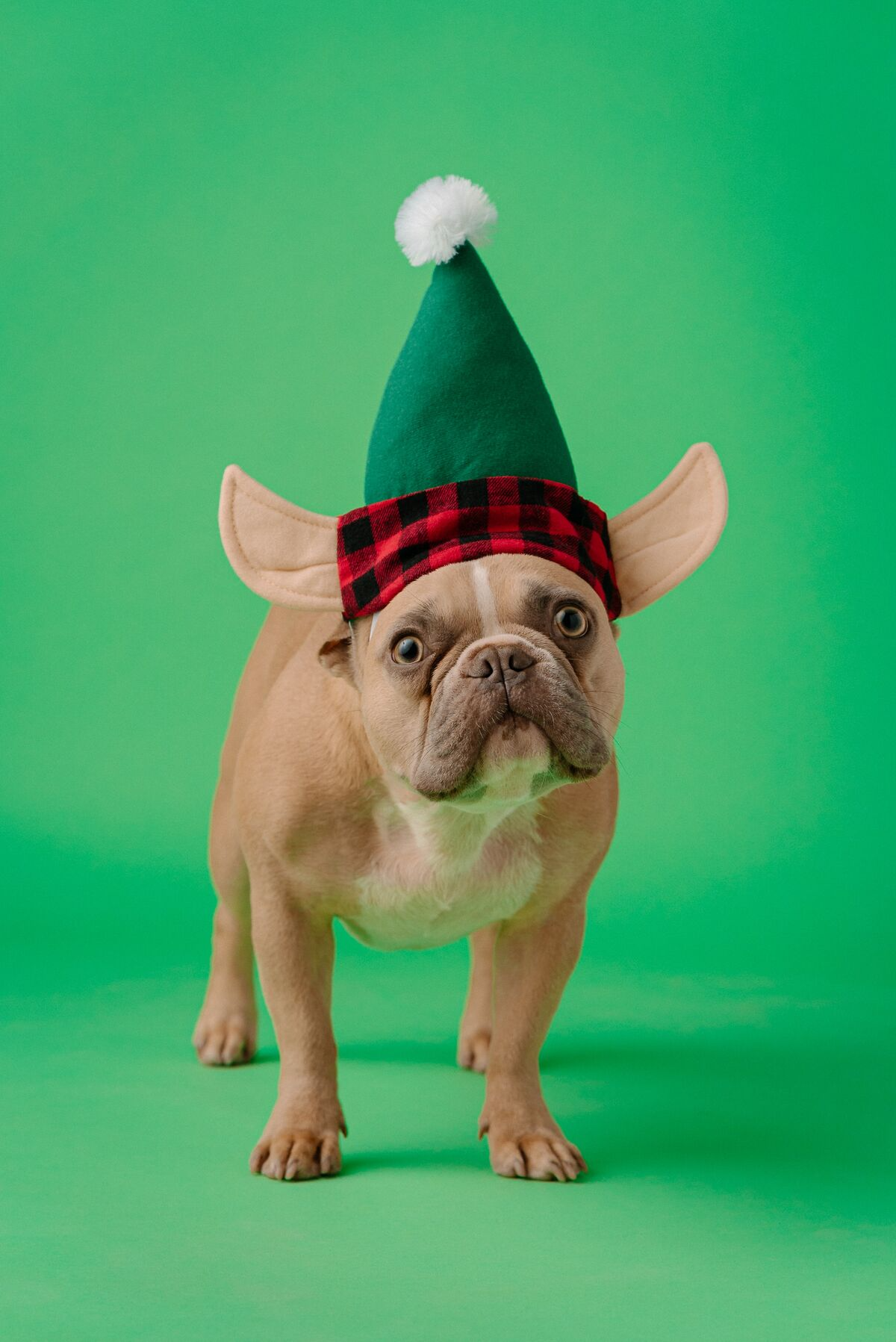 Dog wearing green hat