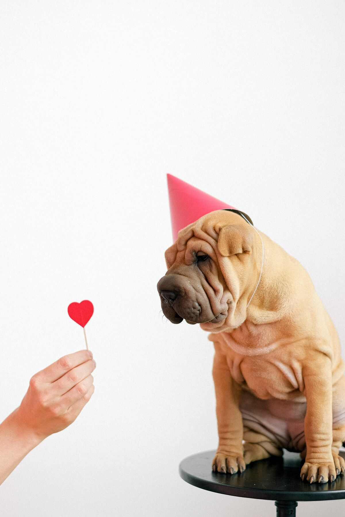 Image: Bulldog on a stool with a pink party hat on being offered a heart shaped red sucker by a human hand.