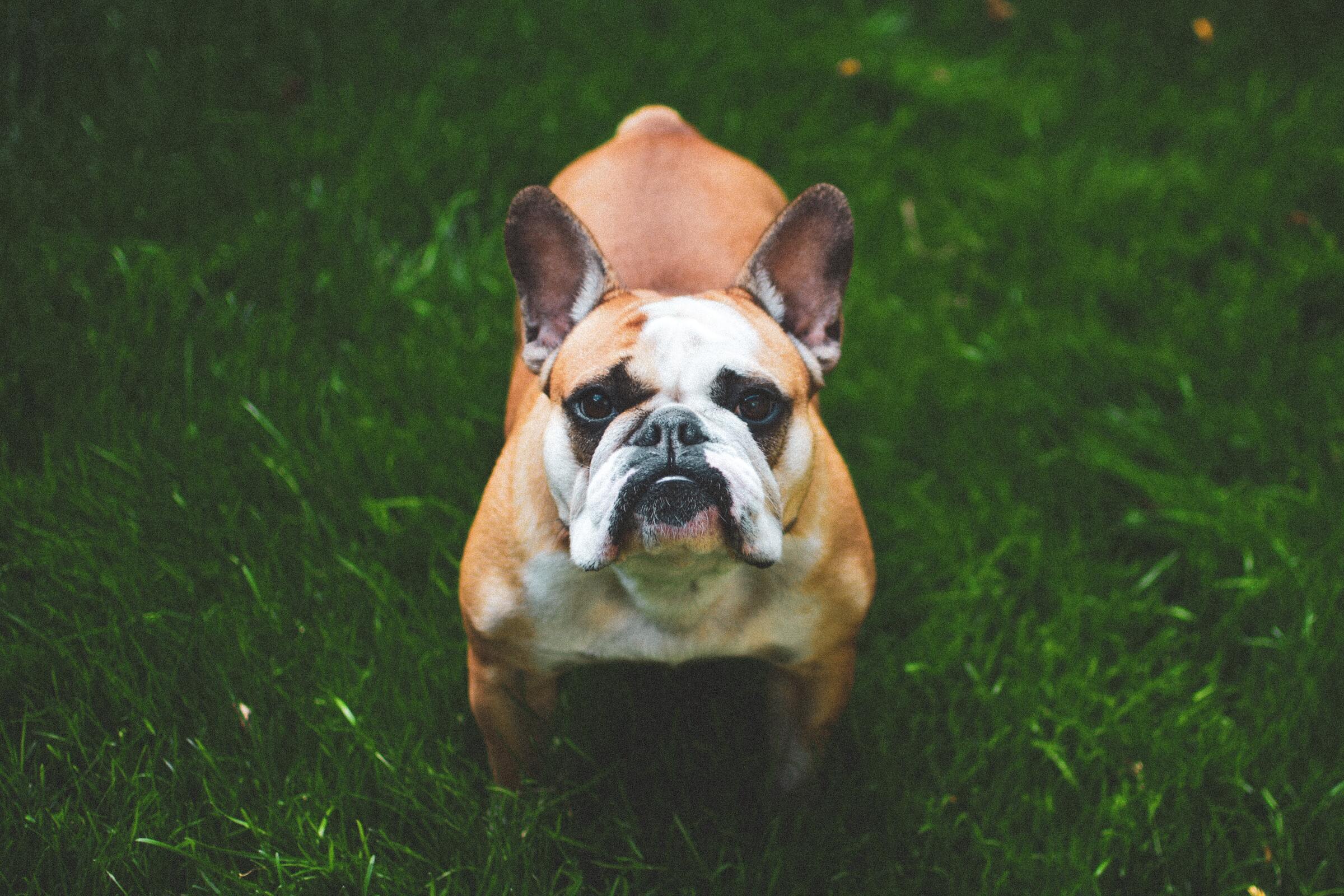 French bulldog looking at viewer on green grass.