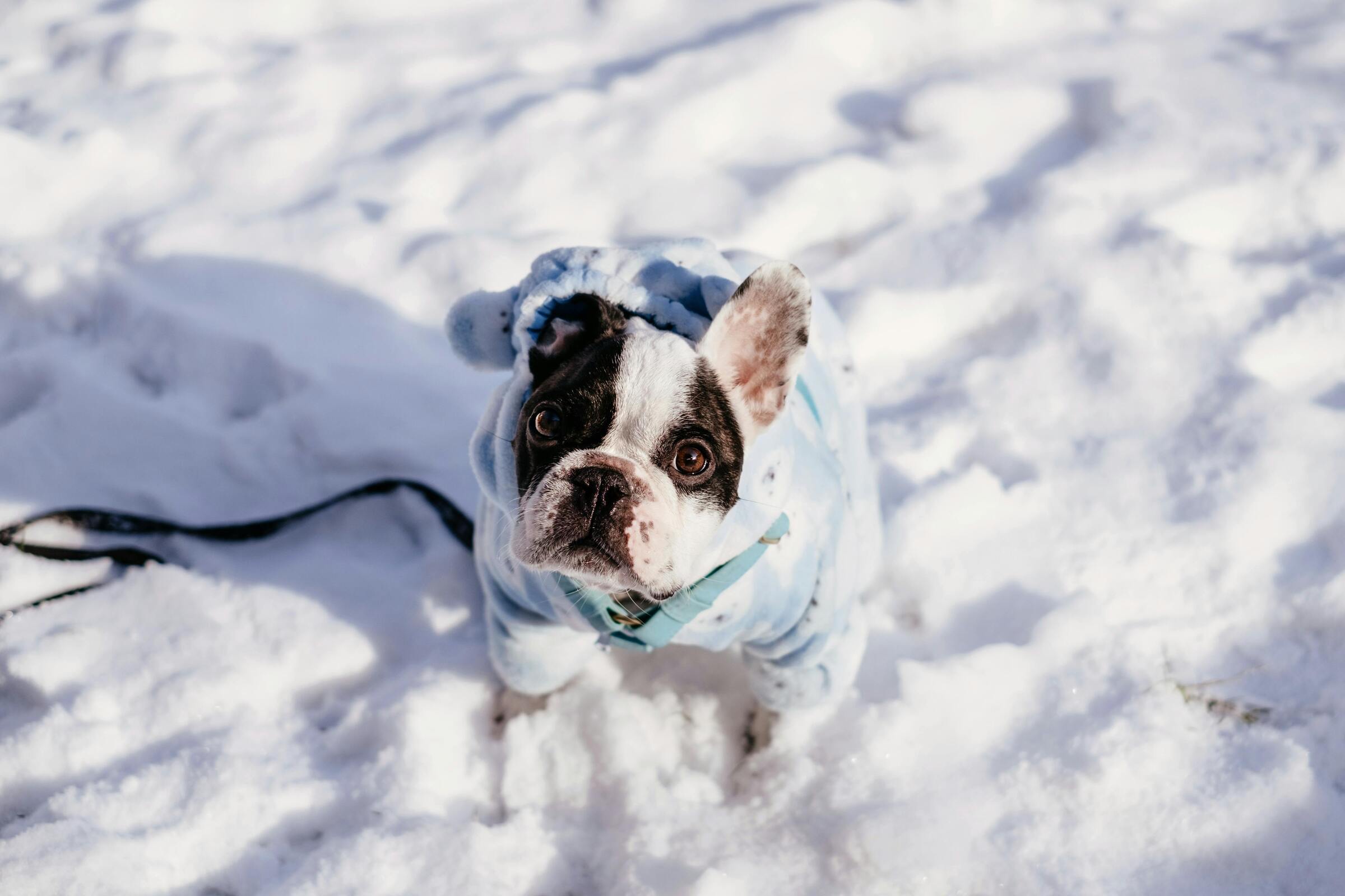 Picture of a bulldog in the snow wearing a hoodie, harness, and leash.