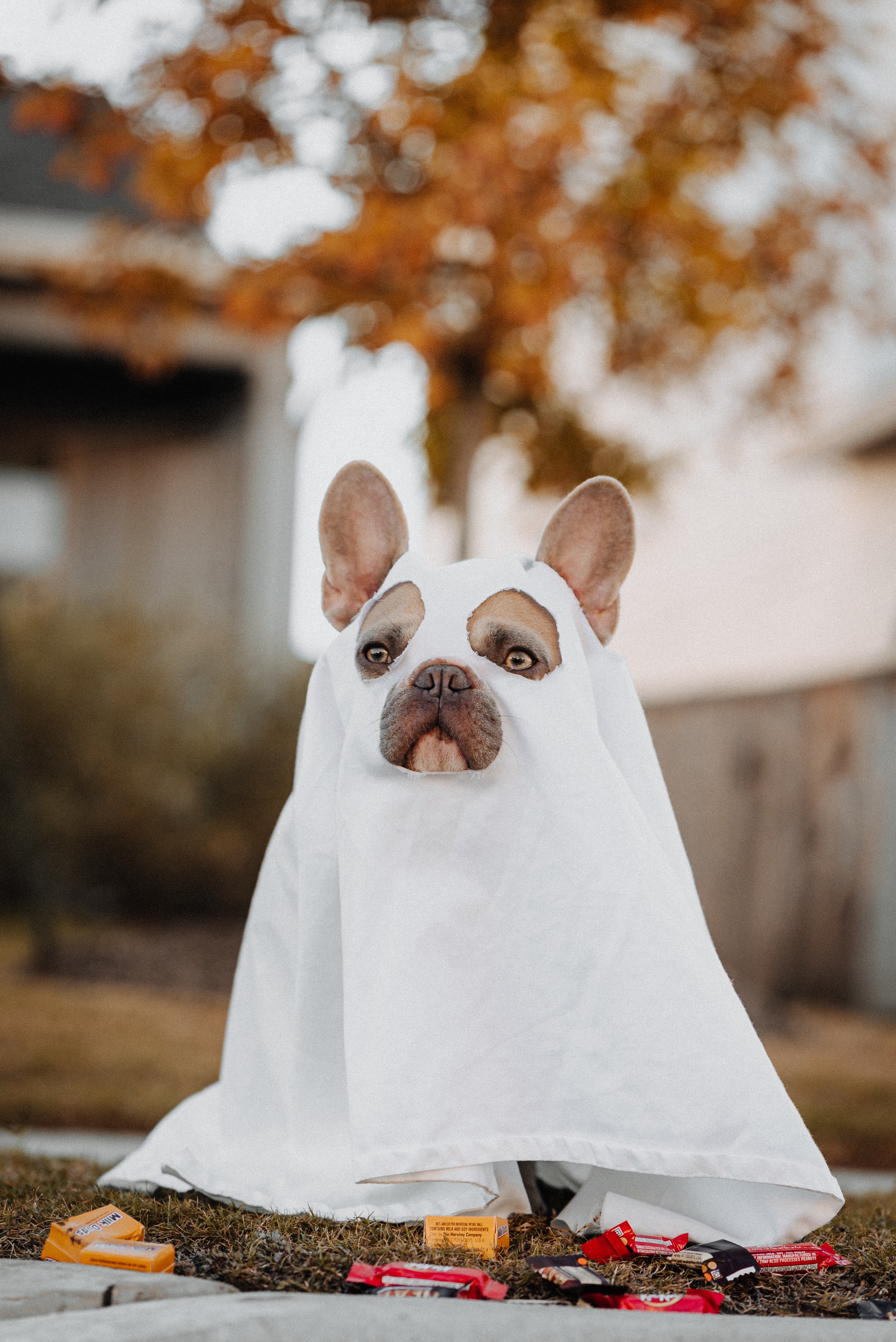 bulldog in a sheet ghost costume