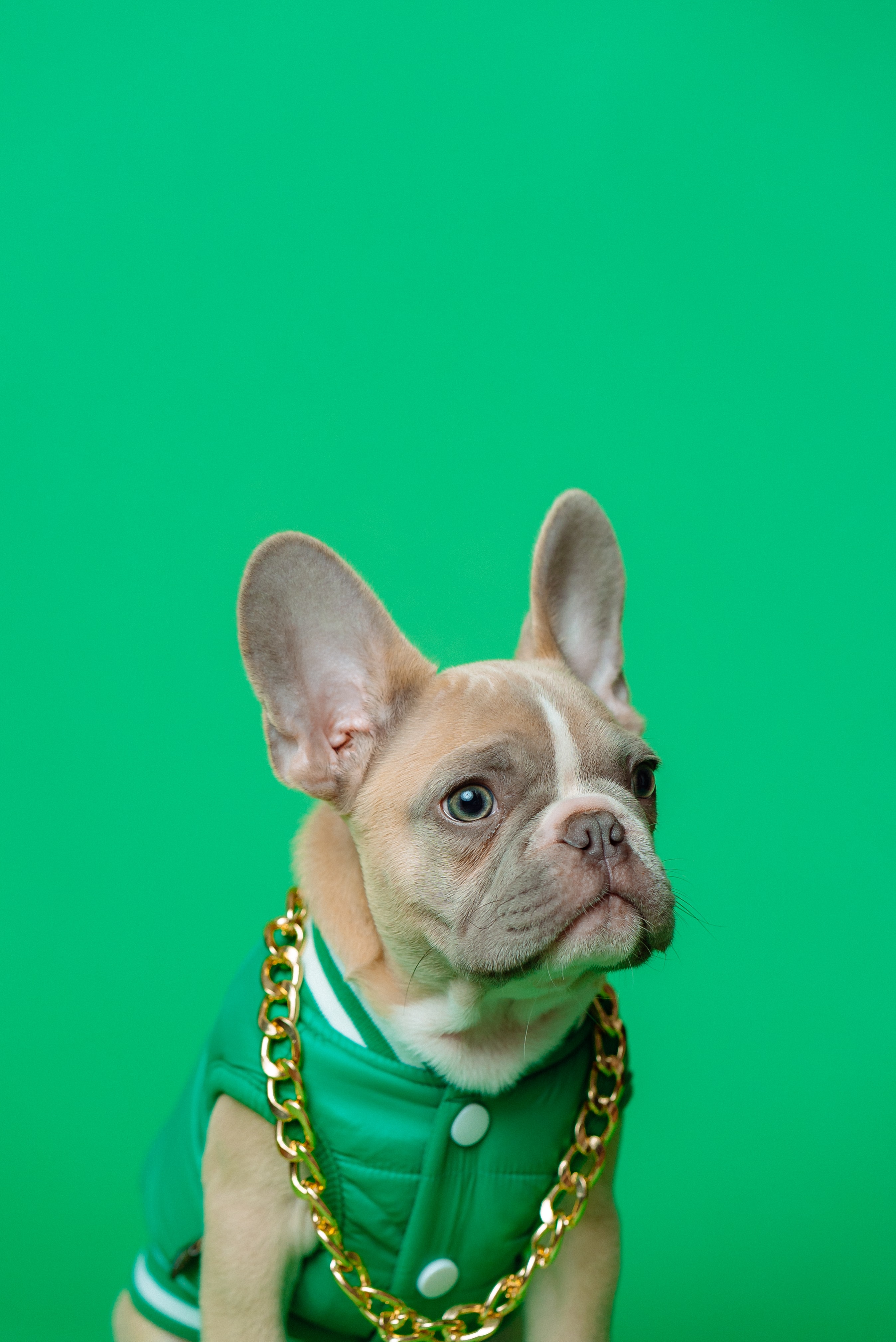 Image of bulldog wearing a green sleeveless jacked and a gold chain looking off to the right with a green background. 